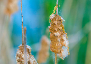 手机版ddos攻击器